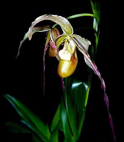 Phragmipedium Grande